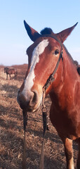 Retrato de un caballo rojizo en un campo