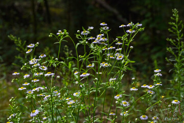 a small meadow with flowers in the middle of the forest