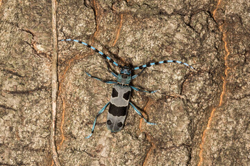 Rosalia Longicorn - Rosalia alpina or Alpine longhorn beetle, is a large longicorn (family Cerambycidae) that is distinguished by its distinctive markings