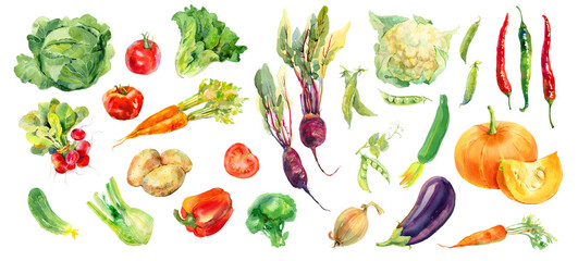 Watercolor painted collection of vegetables. Fresh colorful veggies background