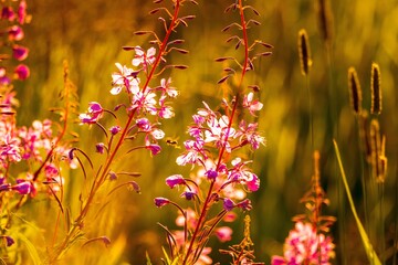 Red wildflowers close-up in the backlight of the setting sun on a defocused background