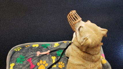 Hund mit Maulkorb beim Zugfahren