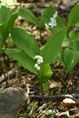 Lily of the Valley in bloom