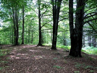 Forest in Calabria region, Italy