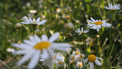 konik polny, kwiat, motyl, insekt, © jarek