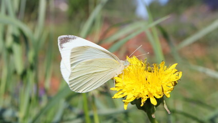 konik polny, kwiat, motyl, insekt, © jarek