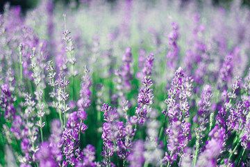 Obraz premium Lavender Lavandula field, selective focus. Beautiful natural background