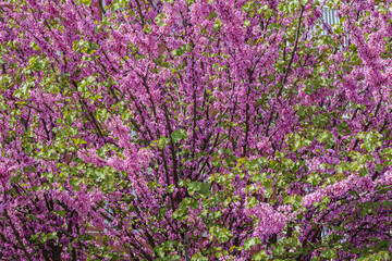 Fototapeta premium Spring nature. Beautiful blooming purple bush