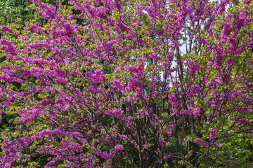 Obraz premium Spring nature. Beautiful blooming purple bush