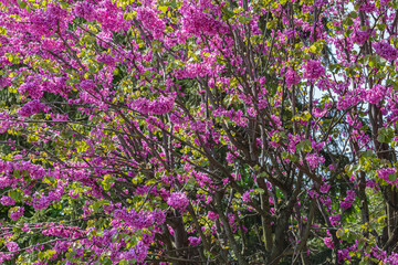 Fototapeta premium Spring nature. Beautiful blooming purple bush