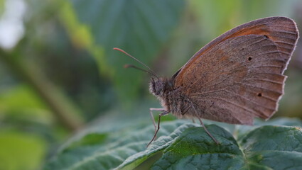 zywica, pająk, grzyb, motyl, konik polny © jarek