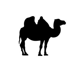 Camel isolated on white background. Black ink hand drawn image in retro style. Side view with space for text. Vector illustration.