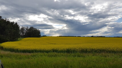 Canola field and stormy sky