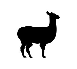 Fototapeta premium Silhouette of a standing llama, side view. Vector illustration isolated on the white background.