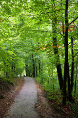 Forest path on the Kapuzinenberg, Salzburg, Europe