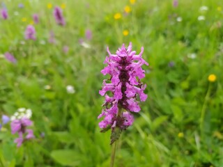 Obraz premium purple flowers in the field