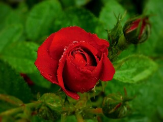 Kwiat róży z kroplami deszczu