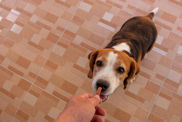 beagle dog with bone.