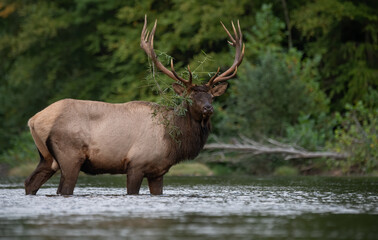 Naklejka na ściany i meble Bull elk in a River 