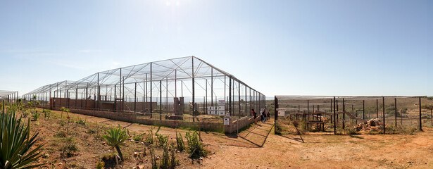 A male lion at the Daniell Cheetah Project conservation area near the Garden Route in South Africa.