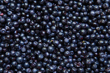 Blueberries picked in forest, macro, background texture of summer fruit.