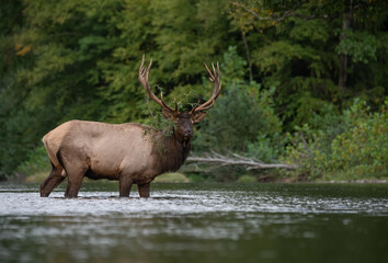 Naklejka na ściany i meble Bull elk in a River 