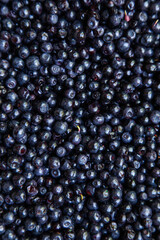 Blueberries picked in forest, macro, background texture of summer fruit.