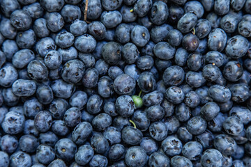 Blueberries picked in forest, macro, background texture of summer fruit.