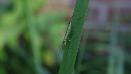 porzeczka, grzybnia, insect, mucha
