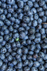 Blueberries picked in forest, macro, background texture of summer fruit.