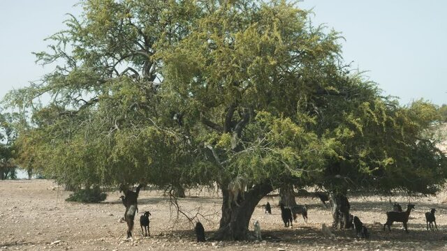 Goats on an Argan tree eating leaves and nuts, Essaouira, Morocco. The tree is cultivated for the famous Argan oil that is produced from the kernels of the nuts. Real-time footage.