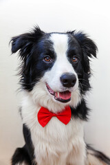 Funny studio portrait puppy dog border collie in bow tie as gentleman or groom isolated on white background. New lovely member of family little dog looking at camera. Funny pets animals life concept.