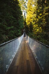 Fototapeta premium bridge in the forest