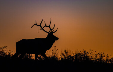 Bull elk silhouette at sunset