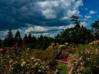 Fototapeta premium Roses in the botanical garden in Radzionków. Free space for entry ready.