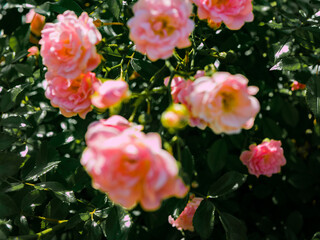 Obraz premium Roses in the botanical garden in Radzionków. Free space for entry ready.