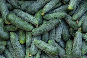 Green cucumbers on shelf in supermarket. Organic eating. Agriculture retailer. Farmer's food.