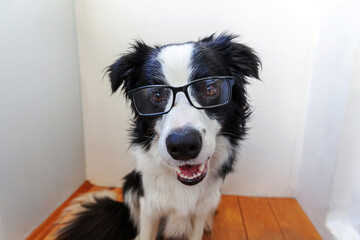 Studio portrait of smiling puppy dog border collie in eyeglasses on white background at home. Little dog gazing in glasses indoor. Back to school. Cool nerd style. Funny pets animals life concept.