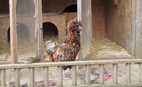 Huhn mit sch&ouml;nem Schopf am Kopf