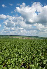 Fototapeta na wymiar Bright green sugar beet leaves in a field with cloudy blue sky, top view, planted three months ago