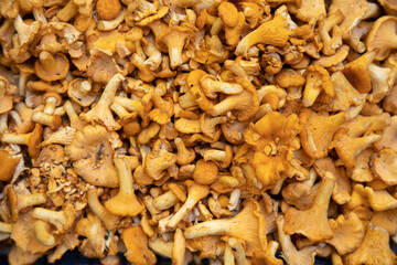 Chanterelles mushrooms on a white background. Yellow chanterelle isolated.