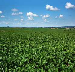 Fototapeta na wymiar sugar beet leaves in a field with cloudy blue sky, top view, planted three months ago