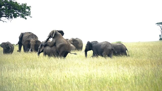 Elephants Mating Slow Motion herd of elephants