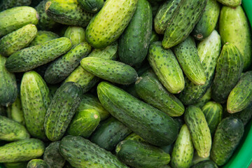 Green cucumbers on shelf in supermarket. Organic eating. Agriculture retailer. Farmer's food.