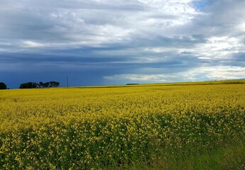 Fototapeta premium yellow canola field 