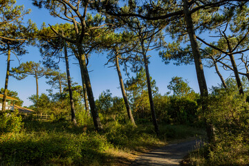 Paseo por Vieux Boucao Landes