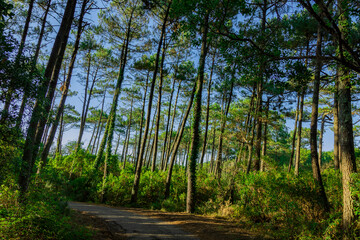 Paseo por Vieux Boucao Landes
