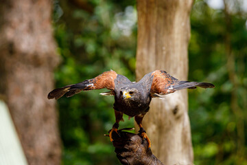 A harris hawk at the hunt