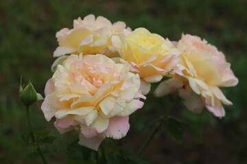 White roses on a background of green foliage in the garden.