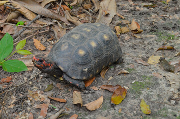 Turtle walking in a region of national park in Brazil